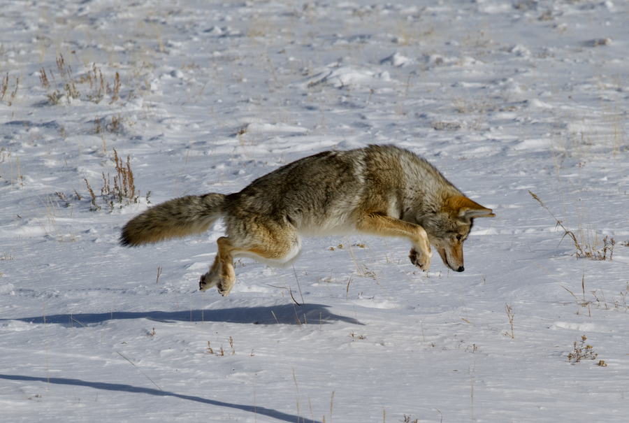 Airborne Coyote