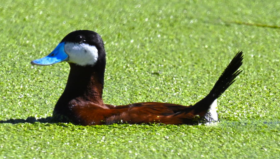 Rudy Duck in Green