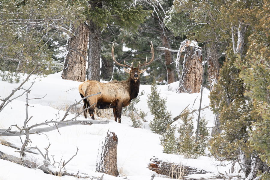 Bull Elk Winter
