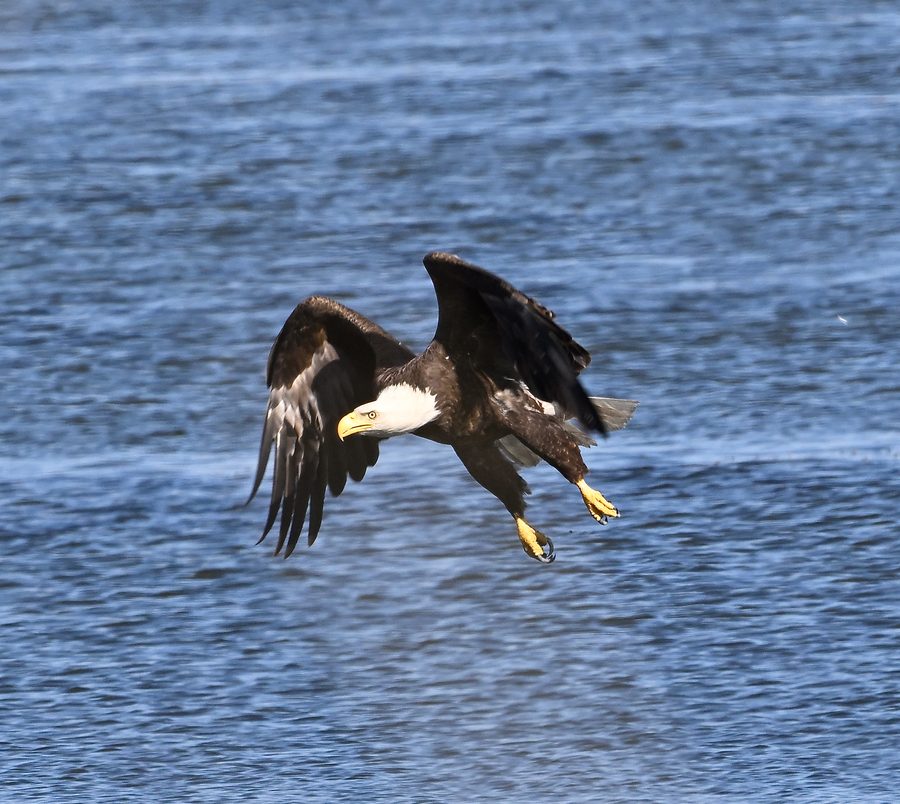 Eagle V Is Landing