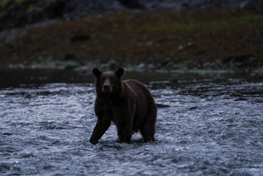 Evening Griz in the River