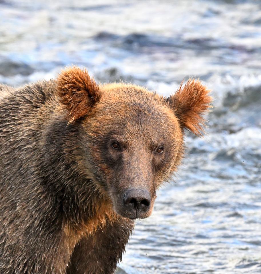 Buddy Bear