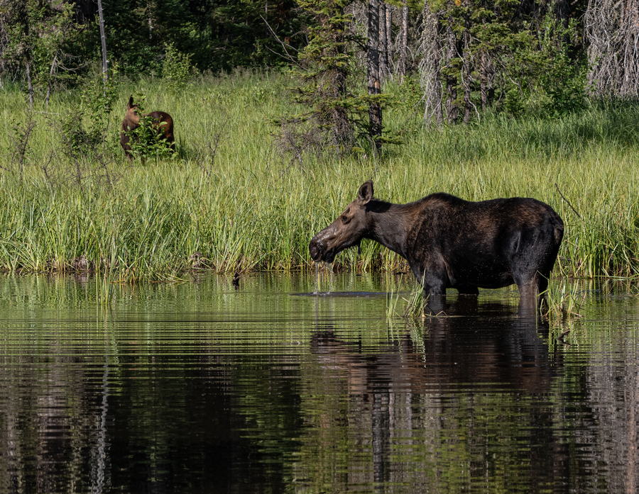 Moose Cow with Calf