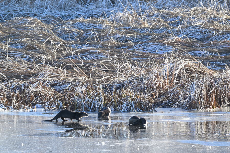 On the Ice