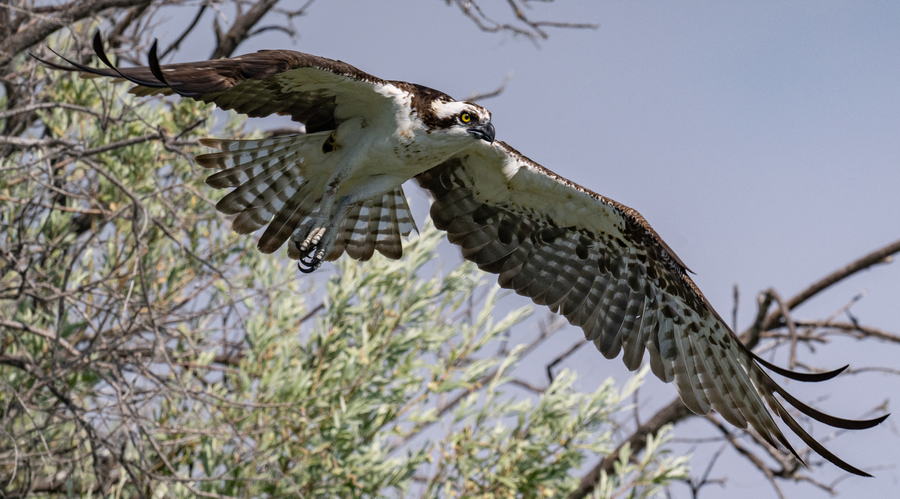 Osprey