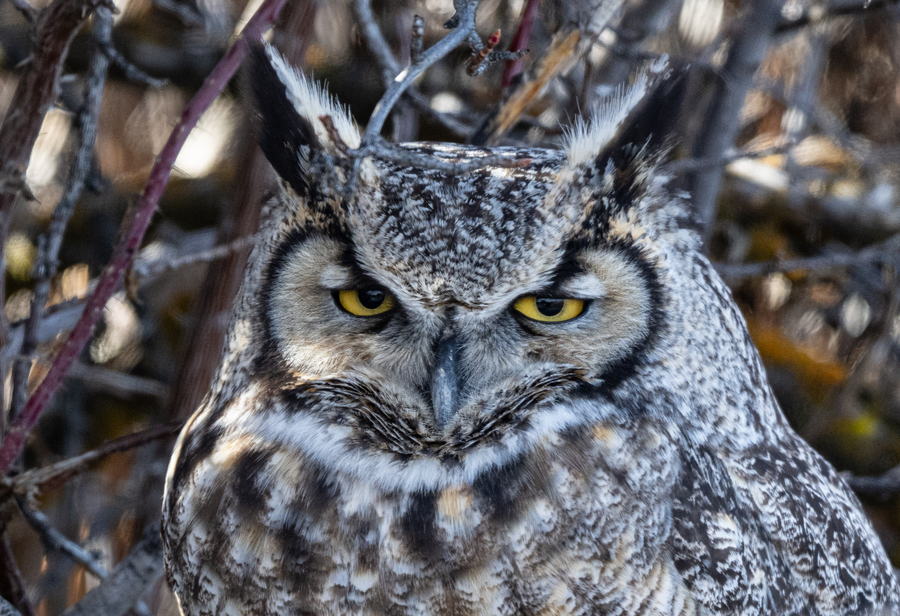 Owl Stare