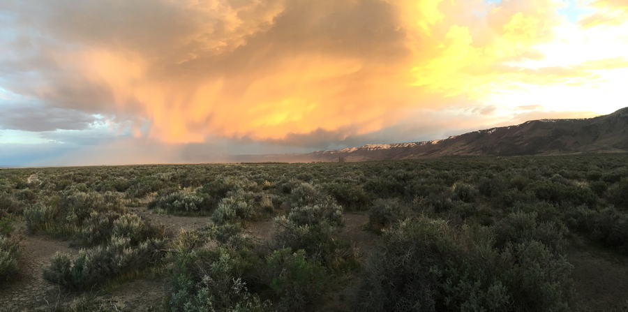 Sage at Sunset