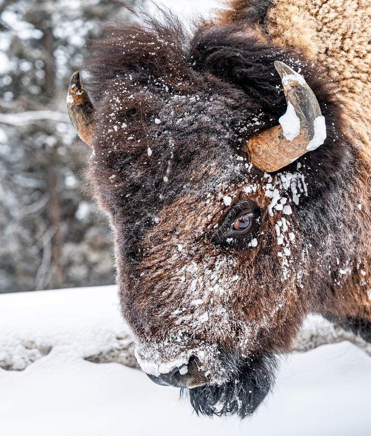 Snowy Face Buffalo II