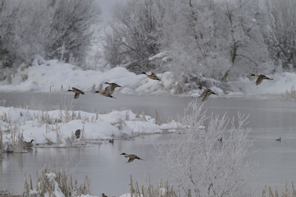 Winter Flight